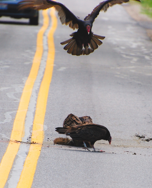 TurkeyVulture_1925a