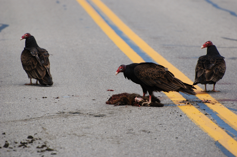 TurkeyVulture_2004a