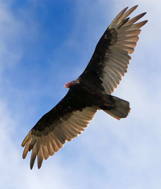 TurkeyVulture_7191_2