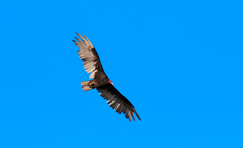 TurkeyVulture_8537