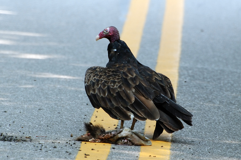 TurkeyVulture_9933