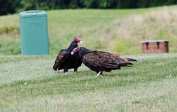 TurkeyVulture_1385