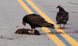 TurkeyVulture_2008a