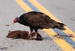 TurkeyVulture_2026a