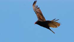 TurkeyVulture_7193