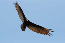 TurkeyVulture_7195