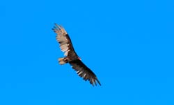 TurkeyVulture_8537