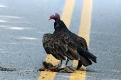 TurkeyVulture_9933