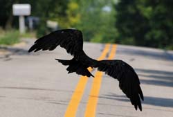 TurkeyVulture_9937