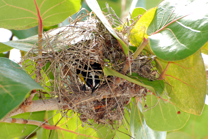 BananaquitNest_0085sm