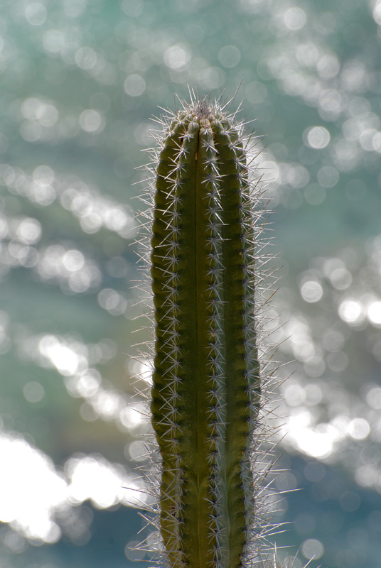 Cactus_0143sm