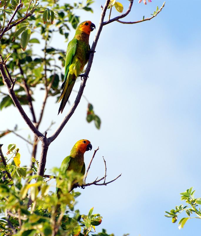 CaribbeanParakeets_0124sm