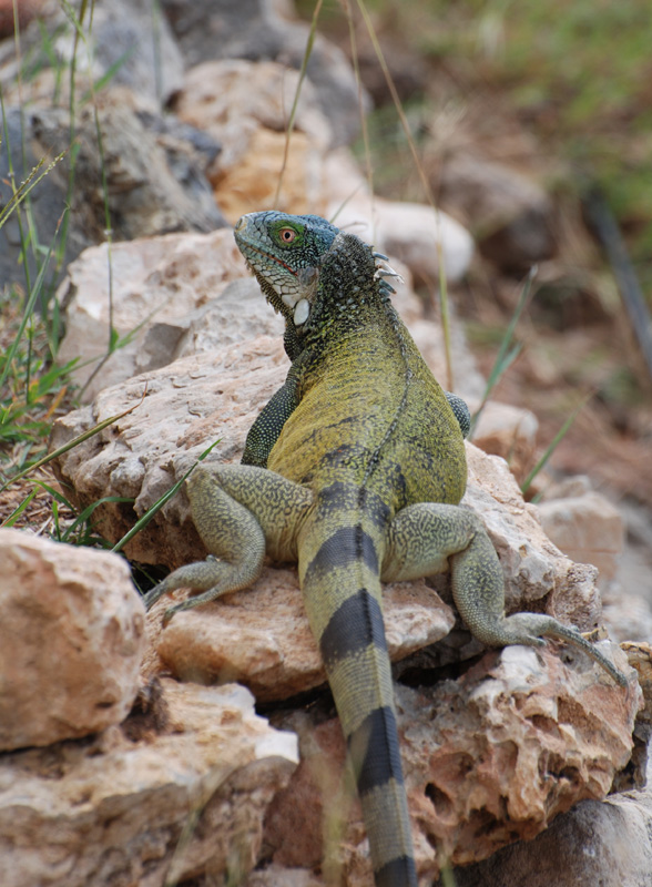 Iguana_0244sm