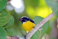 Bananaquit_0220sm