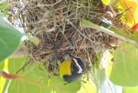 Bananaquit_Building_0219sm