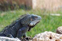 Iguana_0194sm