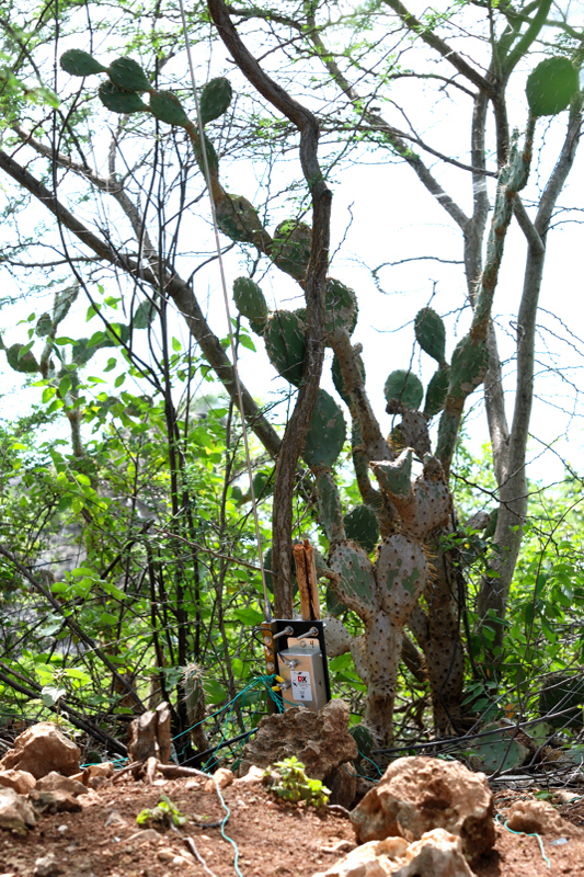 DXE_4SQ_Ant4_0237