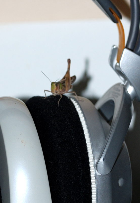 Grasshopper_9544