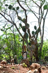DXE_4SQ_Ant4_0237