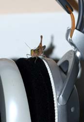 Grasshopper_9544